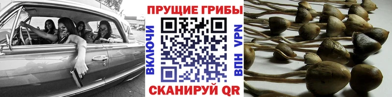 Галлюциногенные грибы MAGIC MUSHROOMS  блэк спрут как войти  Октябрьск  хочу наркоту 